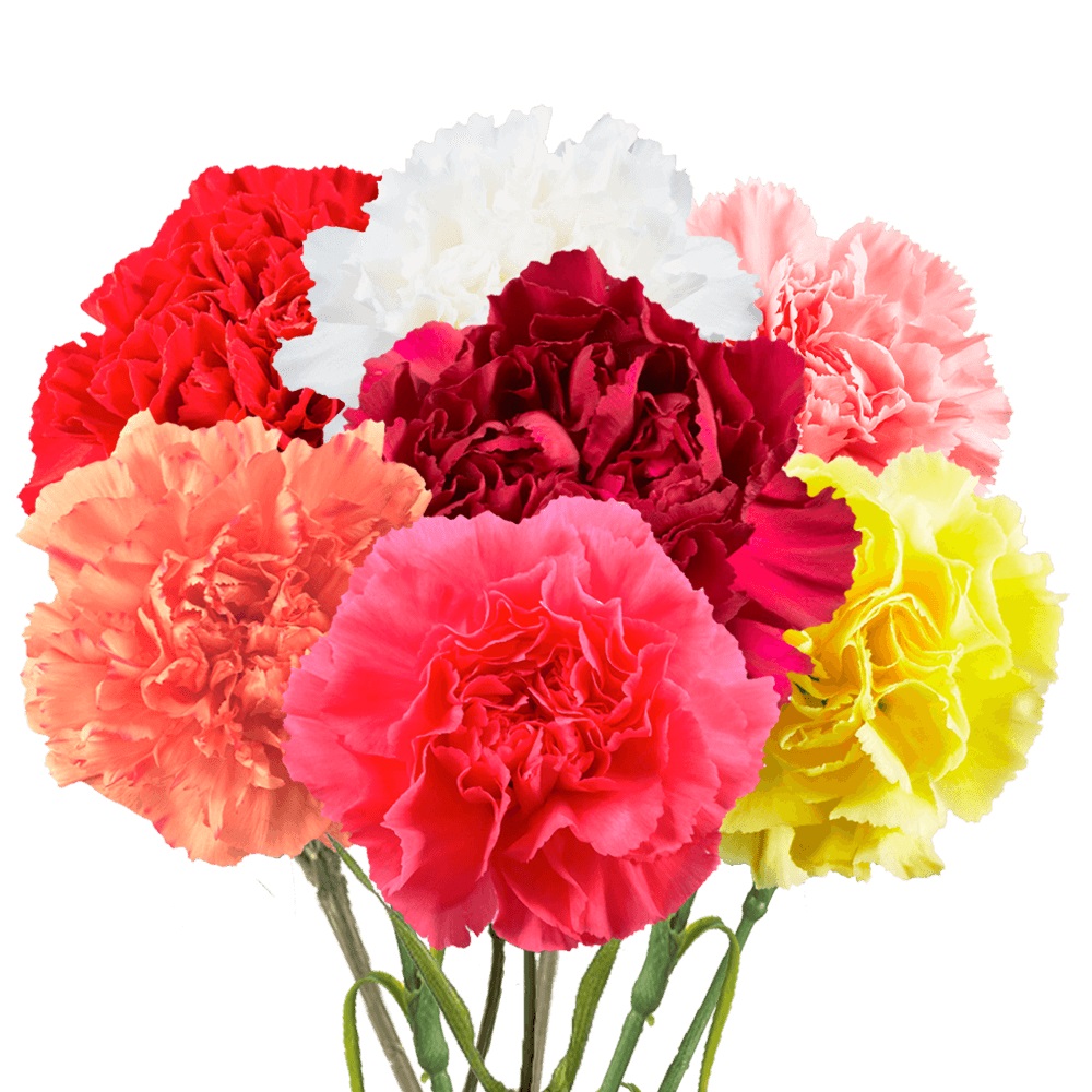 Bouquet of multicolored carnation flowers including red, pink, white, yellow, and coral blooms with green stems