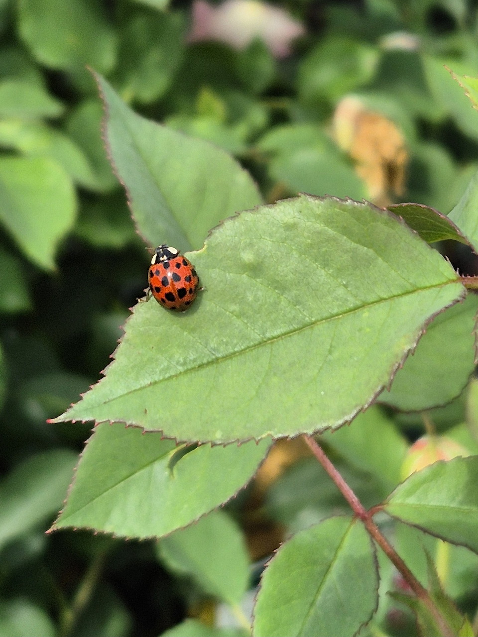 Red ladybug with black spots sitting on a green leaf in a garden