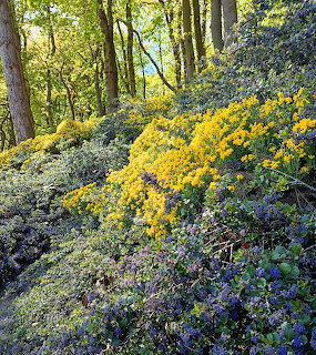 Colorful wildflowers covering a forest hillside in spring sunlight