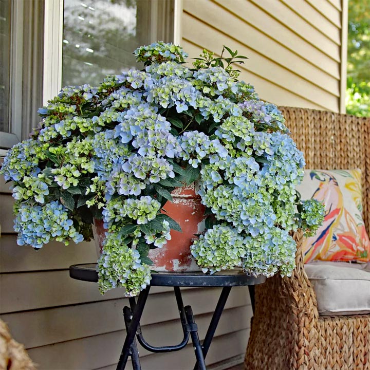 Potted Hydrangea