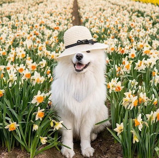Fluffy white dog in a sun hat sitting among blooming daffodils