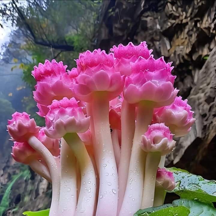 Cluster of pink tubular flowers with ruffled edges on white stems in nature