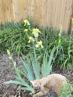 Orange tabby cat lying in garden with yellow iris flowers and fence background
