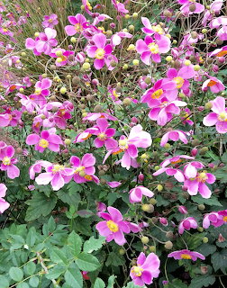 Dense cluster of pink autumn anemone flowers with yellow centers and green leaves in a garden