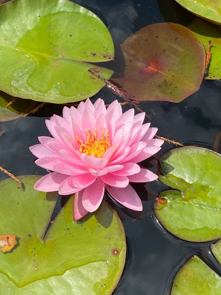 Pink lotus flower in bloom on water with green leaves