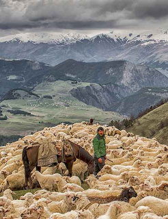 Shepherd in green jacket standing with horse among flock of sheep on mountain slope with snowy peaks behind