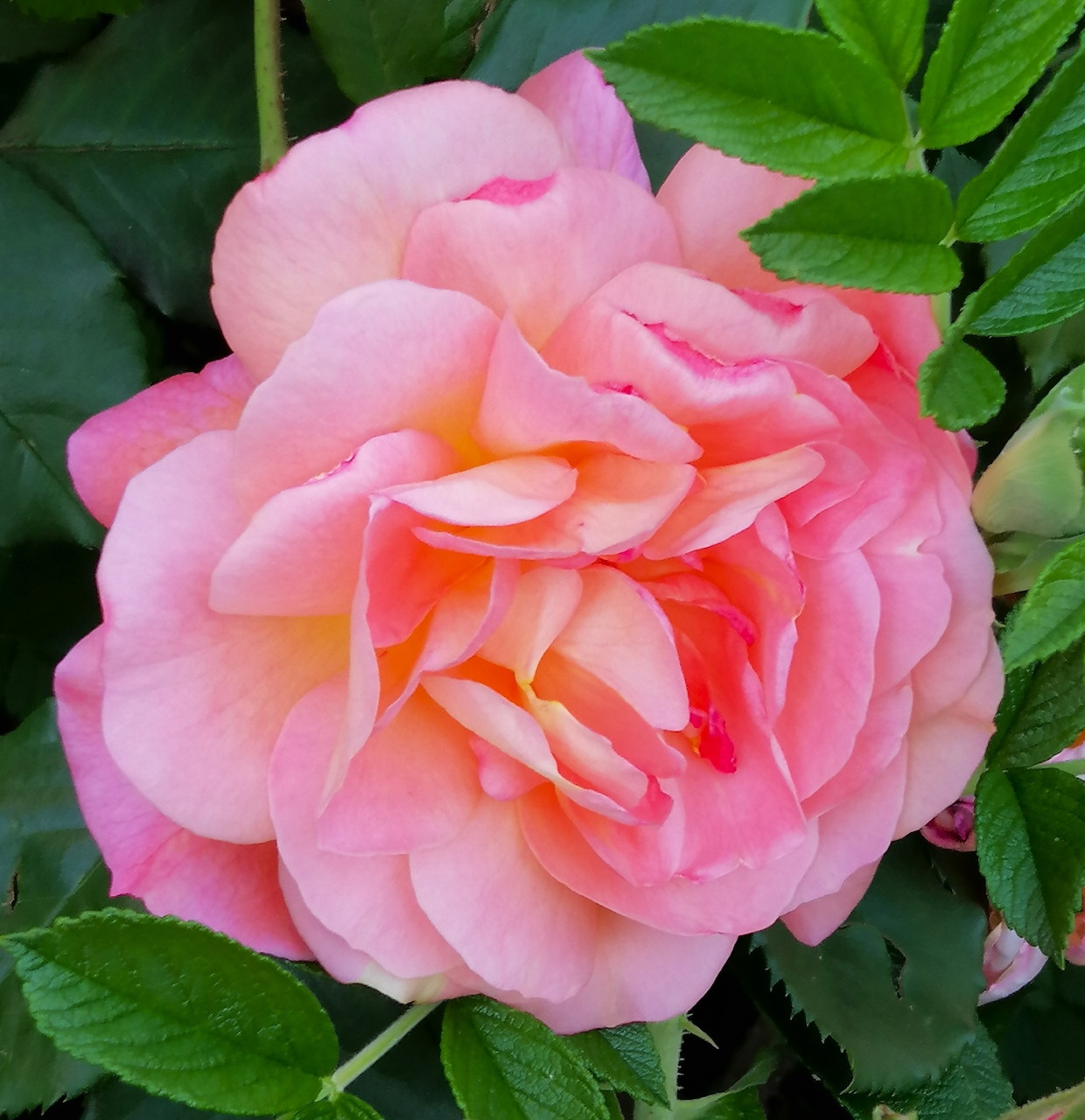 Pink Rose Bloom