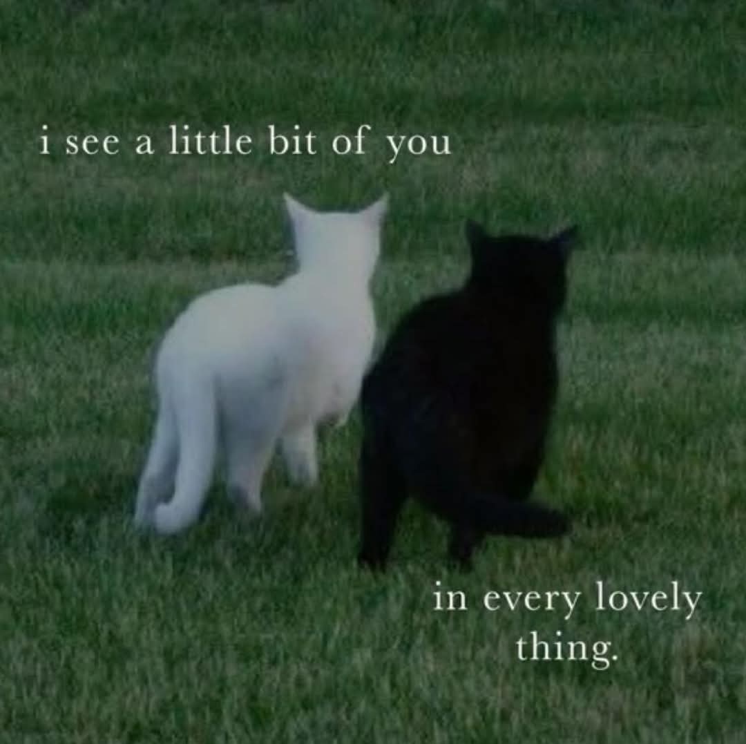 White and black cats sitting on grass with overlaid quote text