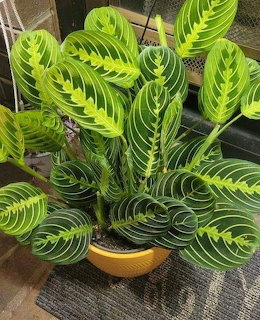 Calathea plant with striking green and yellow striped leaves in yellow pot