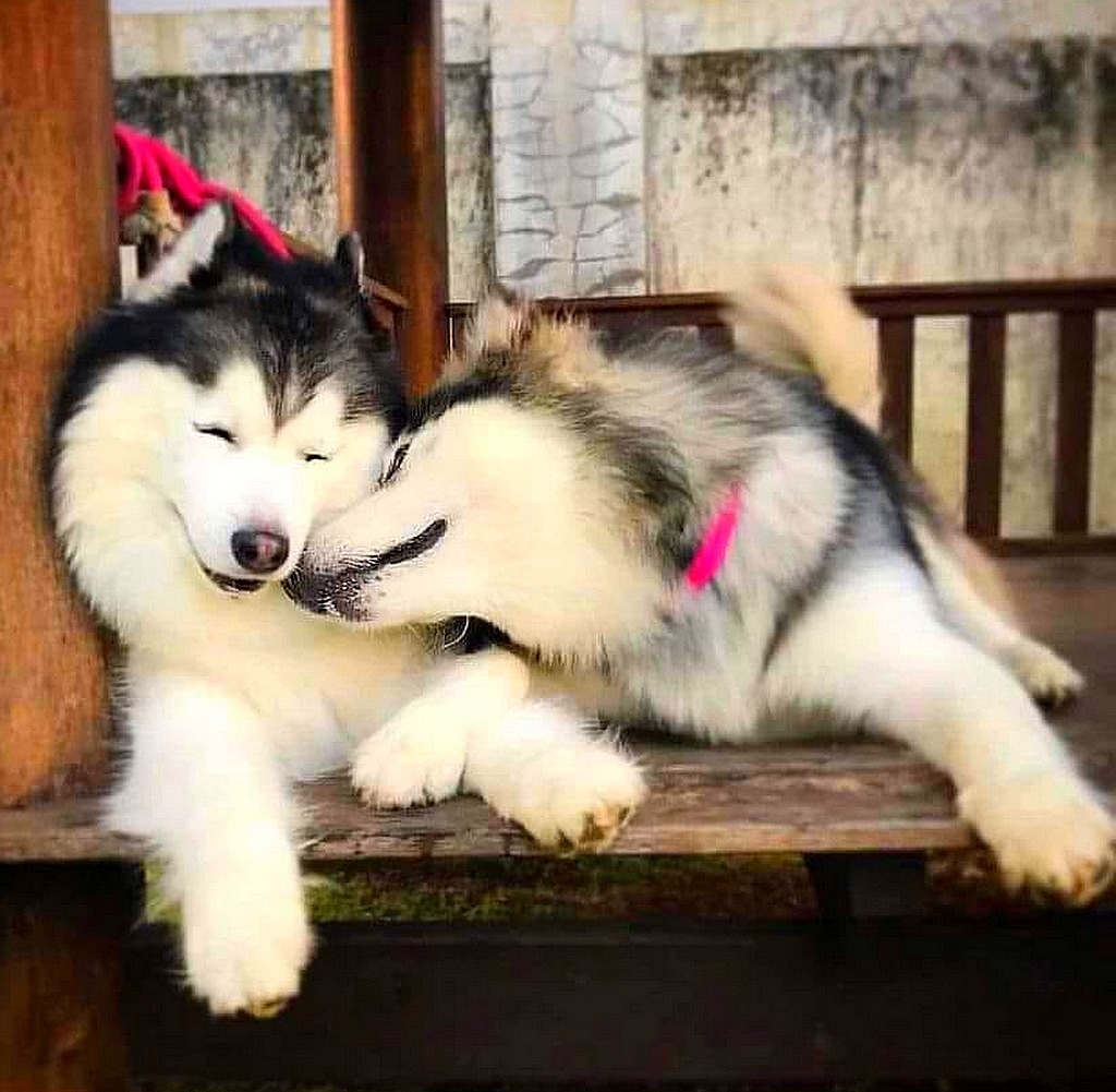 Two husky dogs cuddling on a wooden bench with bright collars