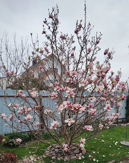 Pink magnolia tree blooming in a backyard garden near a blue fence and house
