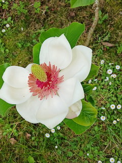 White Magnolia Flower
