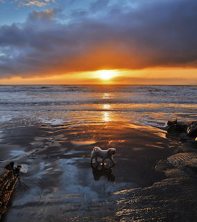 Sunset Dog Rossnowlagh Beach
