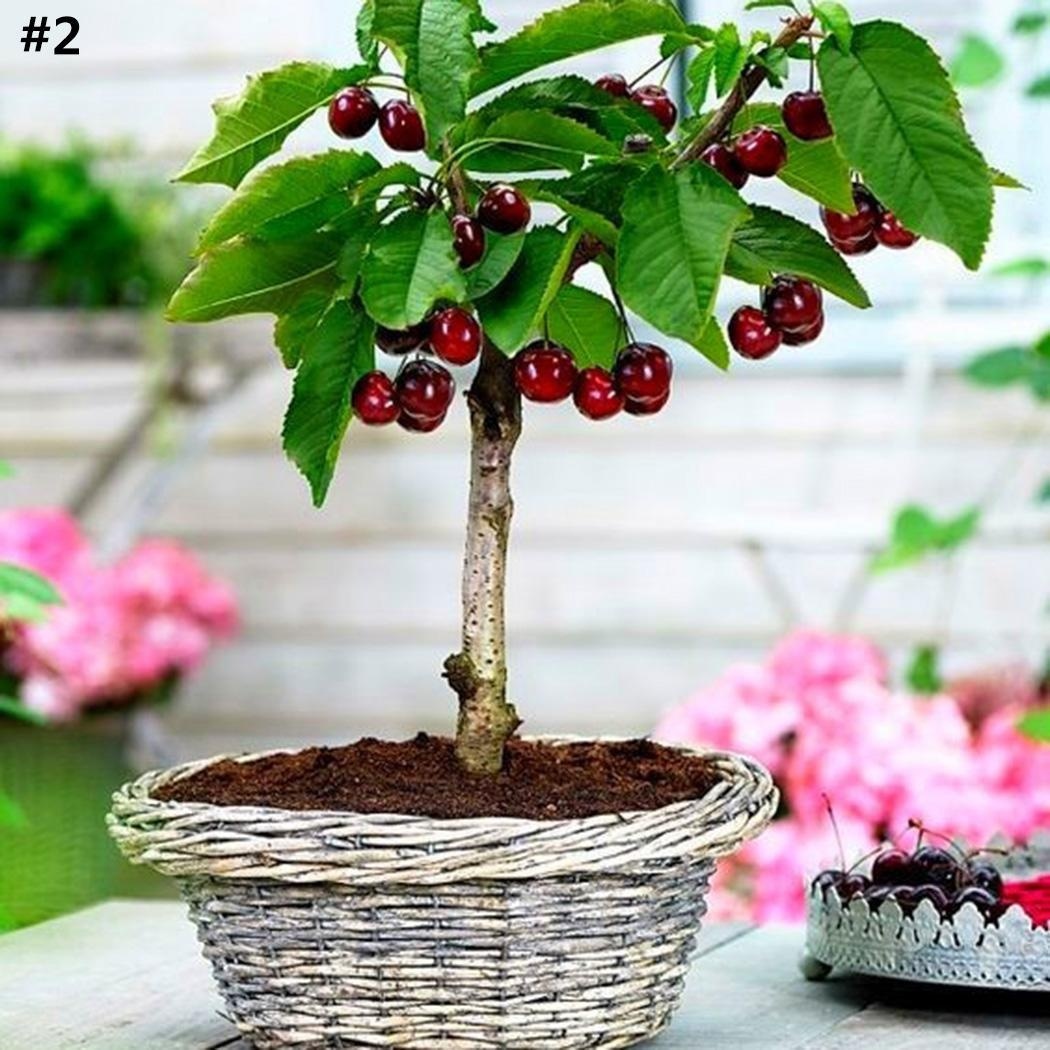 Bonsai Cherry Tree