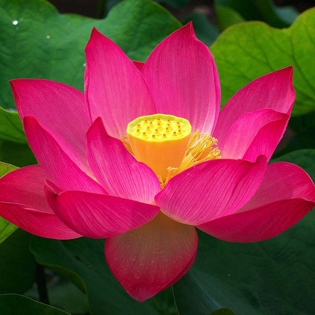 Close-up of a blooming pink lotus flower with yellow center and green leaves