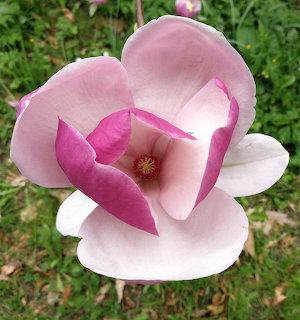 Close-up of a pink and white magnolia flower bloming against green grass