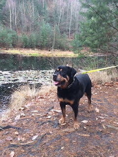 Rottweiler dog standing on rocky shore next to forest pond with trees in background