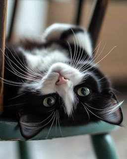 Upside down black and white tuxedo cat with green eyes and prominent whiskers looking at camera