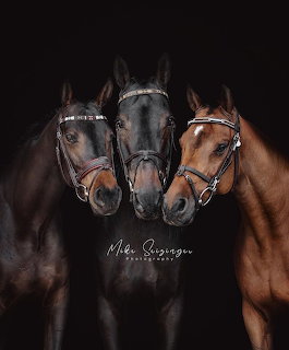 Three Horses Portrait
