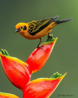 Golden-hooded tanager with bright orange and yellow plumage perched on red heliconia flower