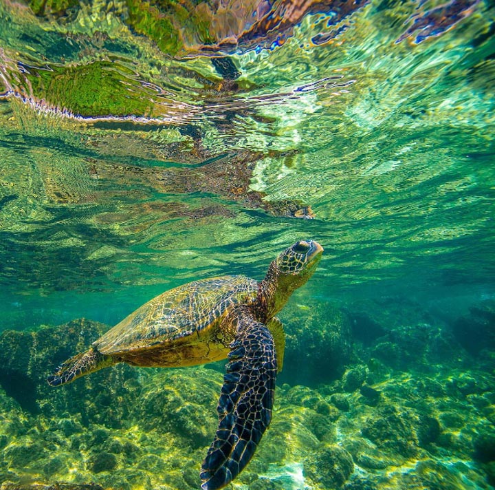 Sea turtle swimming underwater in clear ocean water above rocks