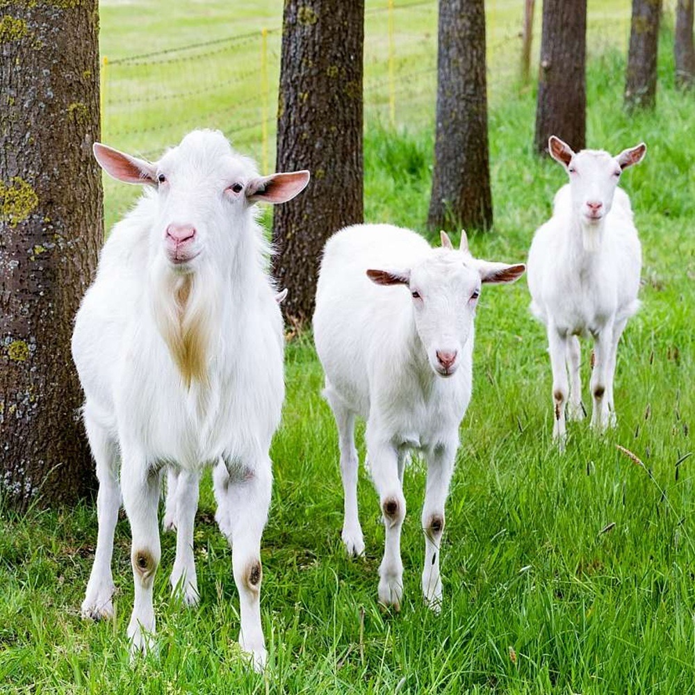 Three white goats standing in grassy pasture among trees