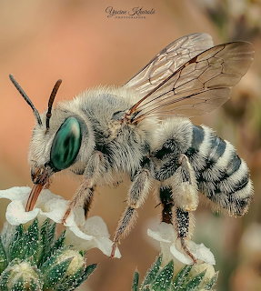 Macro photo of a bee with green eyes and striped body on a white flower