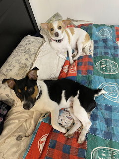 Two small dogs, one tan and white sitting up, one black and white lying down, on a bed with colorful patterned bedding