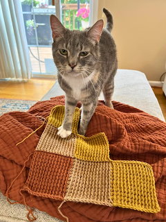 Tabby cat standing on multicolored crocheted blanket squares