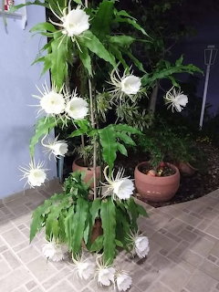 Night-blooming cereus cactus with many white blooms in pots on a tiled patio at night