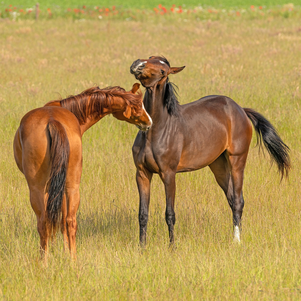 Playing horses