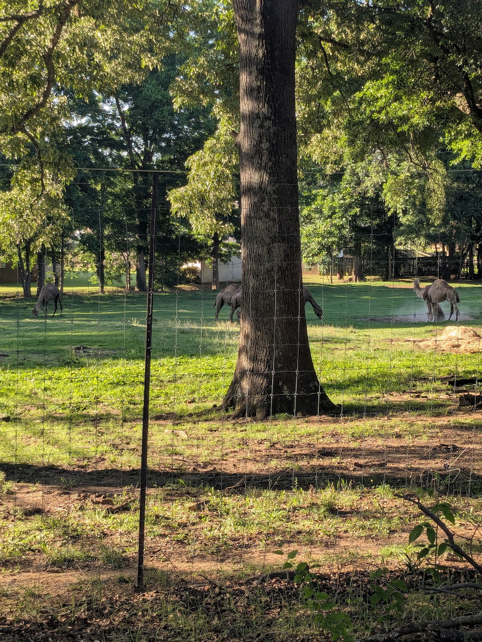 Two kangaroos on green grass in a shaded fenced park with tall trees