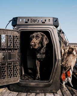 Labrador Retriever in Truck Crate