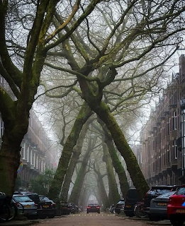 Misty Amsterdam street with arching trees over parked cars and houses