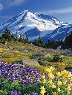Snow-covered Mount Baker with colorful wildflower meadows of purple and yellow bloms in the foreground