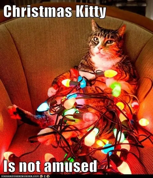 Funny Cat Meme