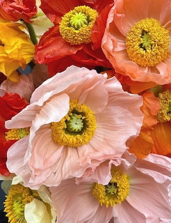 Close-up of pink, coral, and red poppy flowers with yellow centers and ruffled petals