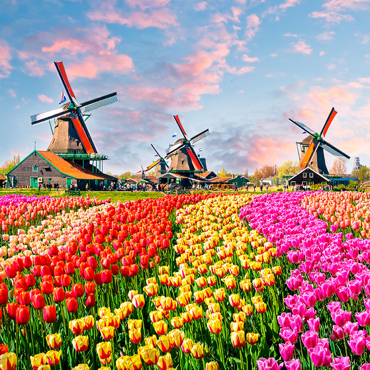 Windmills and Tulip Fields