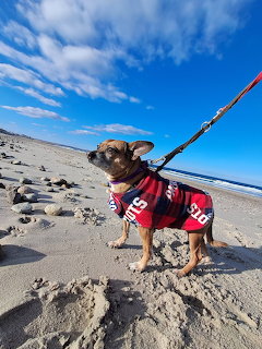 Small dog wearing red vest on leash standing on sandy beach with blue sky and ocean behind