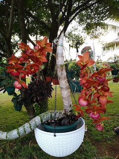 Poted plant with red-orange flowers in a white pot in a tropical garden setting