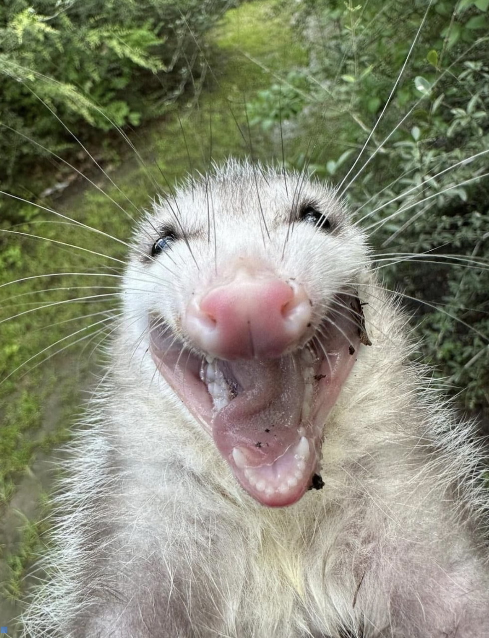 Close-up of a smiling white opossum with pink nose and whiskers