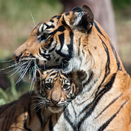 Tigers