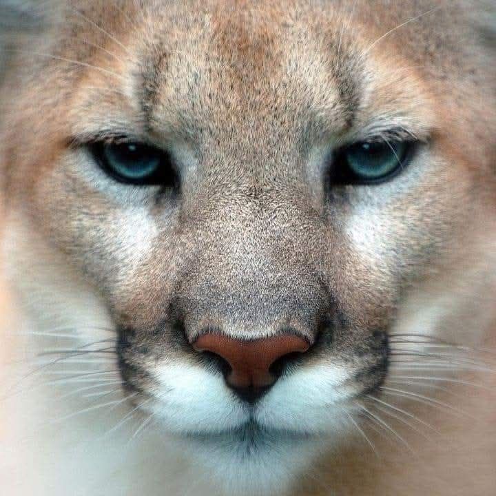 Puma Concolor
