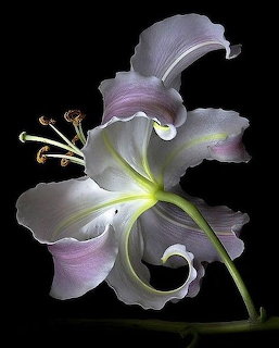 Close-up of a pale pink and white lily flower on a black background