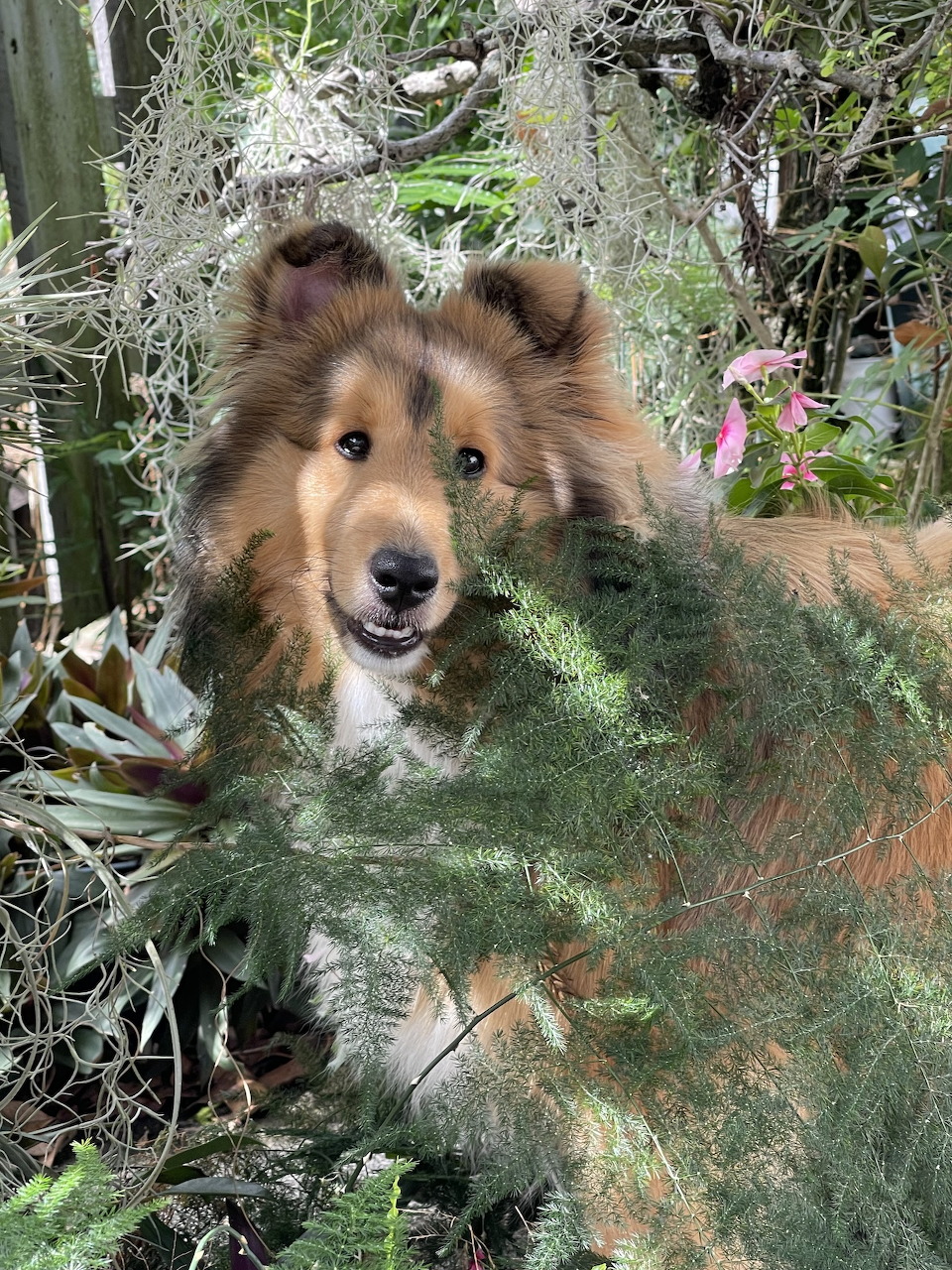 Shetland Sheepdog looking through green pine branches in a garden with flowers