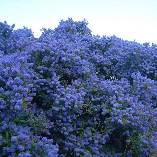 Close-up of a dense ceanothus shrub covered in small blue flowers