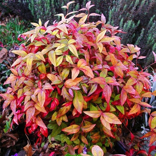Heavenly bamboo shrub with colorful red, pink, yellow, and green leaves