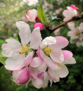 White and pink apple blossoms with raindrops on petals, yellow stamens visible, green leaves in soft focus background