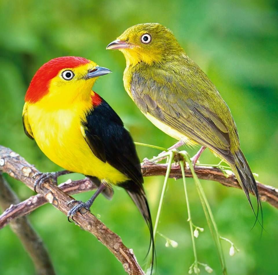 Male and female wire-tailed manakin birds perched together on a branch with green bokeh background