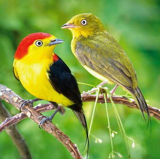 Wire-tailed Manakin Pair